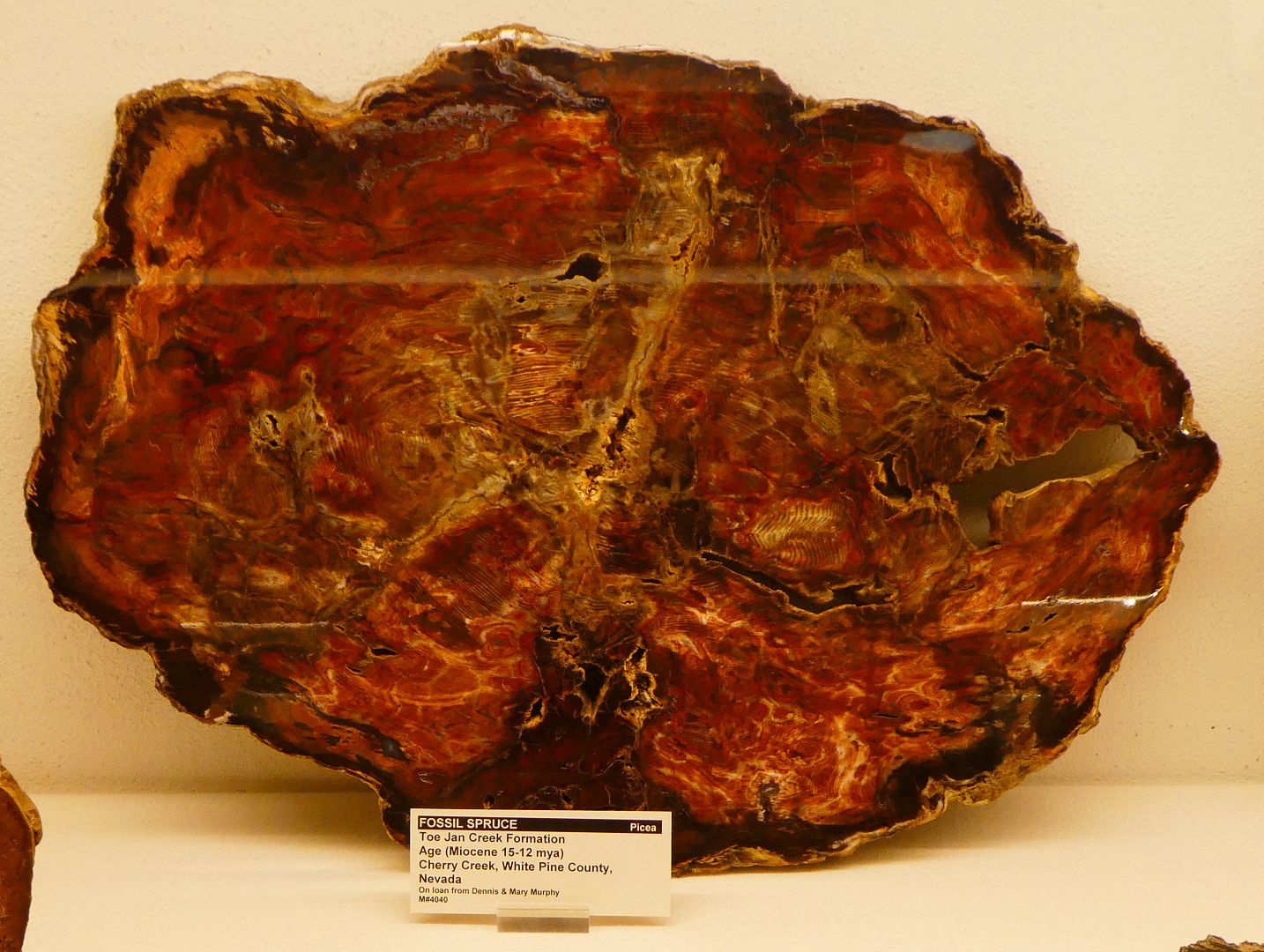 Paleontology 101 Petrified Wood from Nevada (Photo Diary)